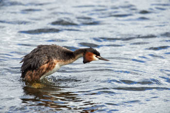 Faune des marais<br>NIKON D4, 700 mm, 1100 ISO,  1/2000 sec,  f : 8 